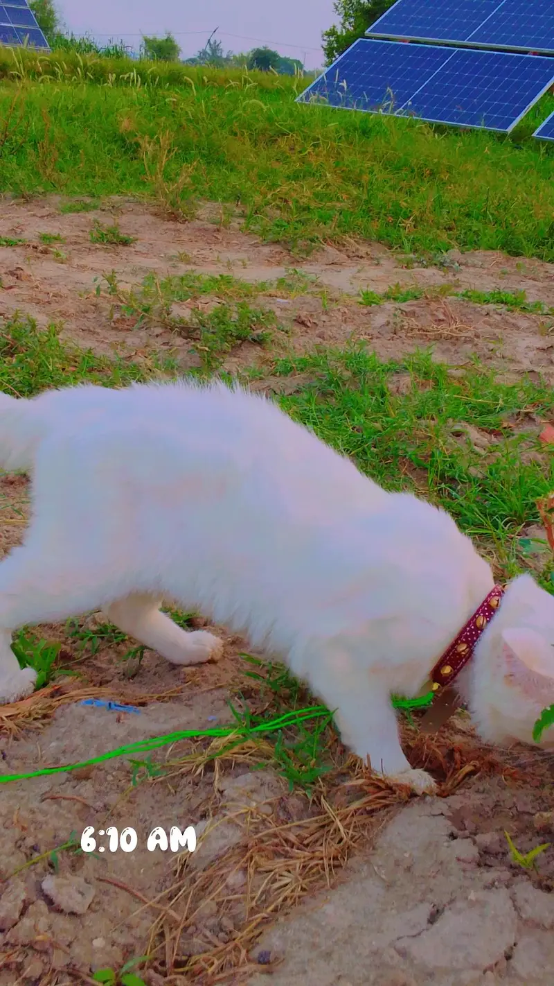 Healthy Male Persian cat — photo 2