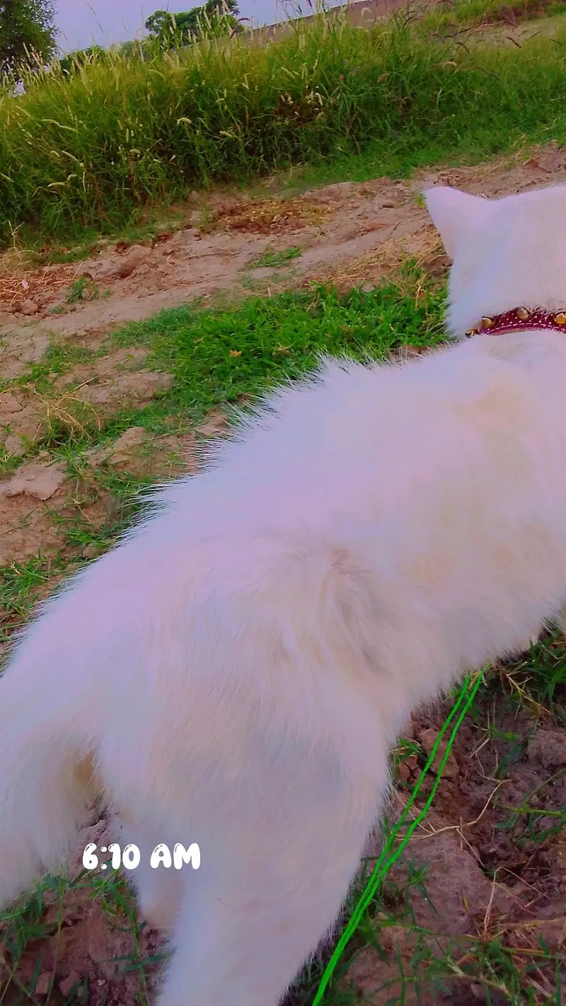 Healthy Male Persian cat — photo 3