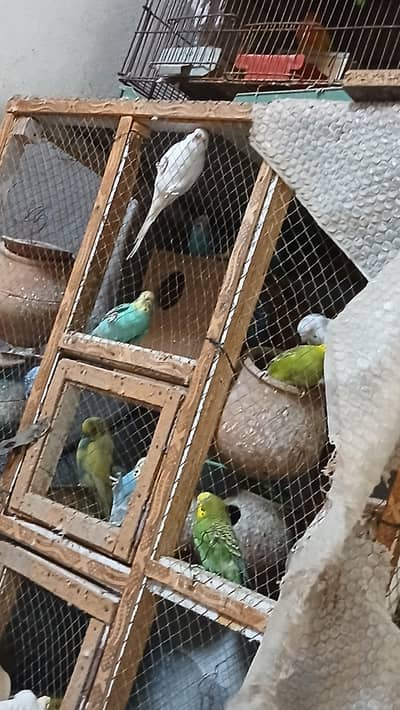 australian breeder pair age 3 year almost
