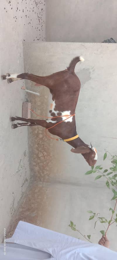 Ghar ki Pali bakri. Doodh wali bakri. 4gi bakri very friendly.