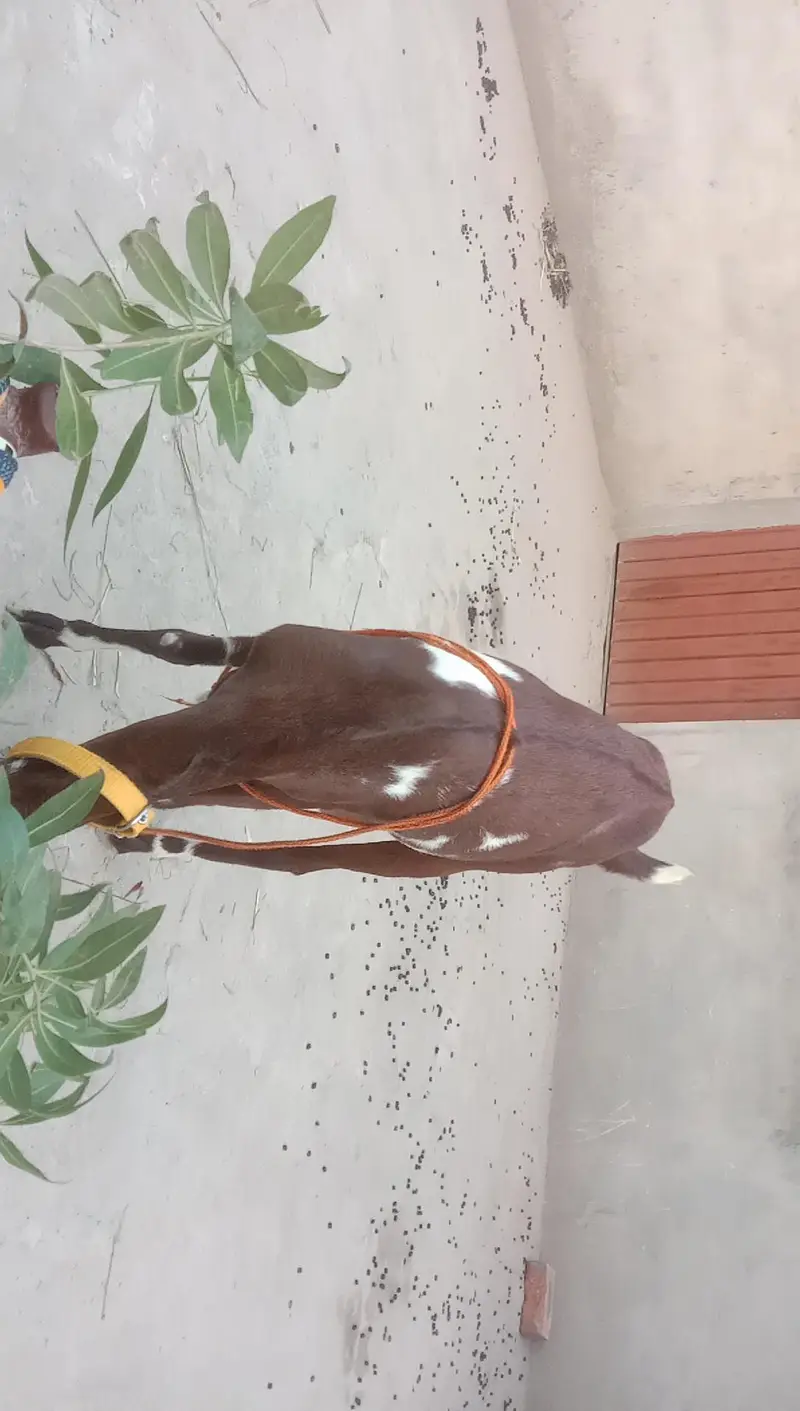 Ghar ki Pali bakri. Doodh wali bakri. 4gi bakri very friendly. — photo 3