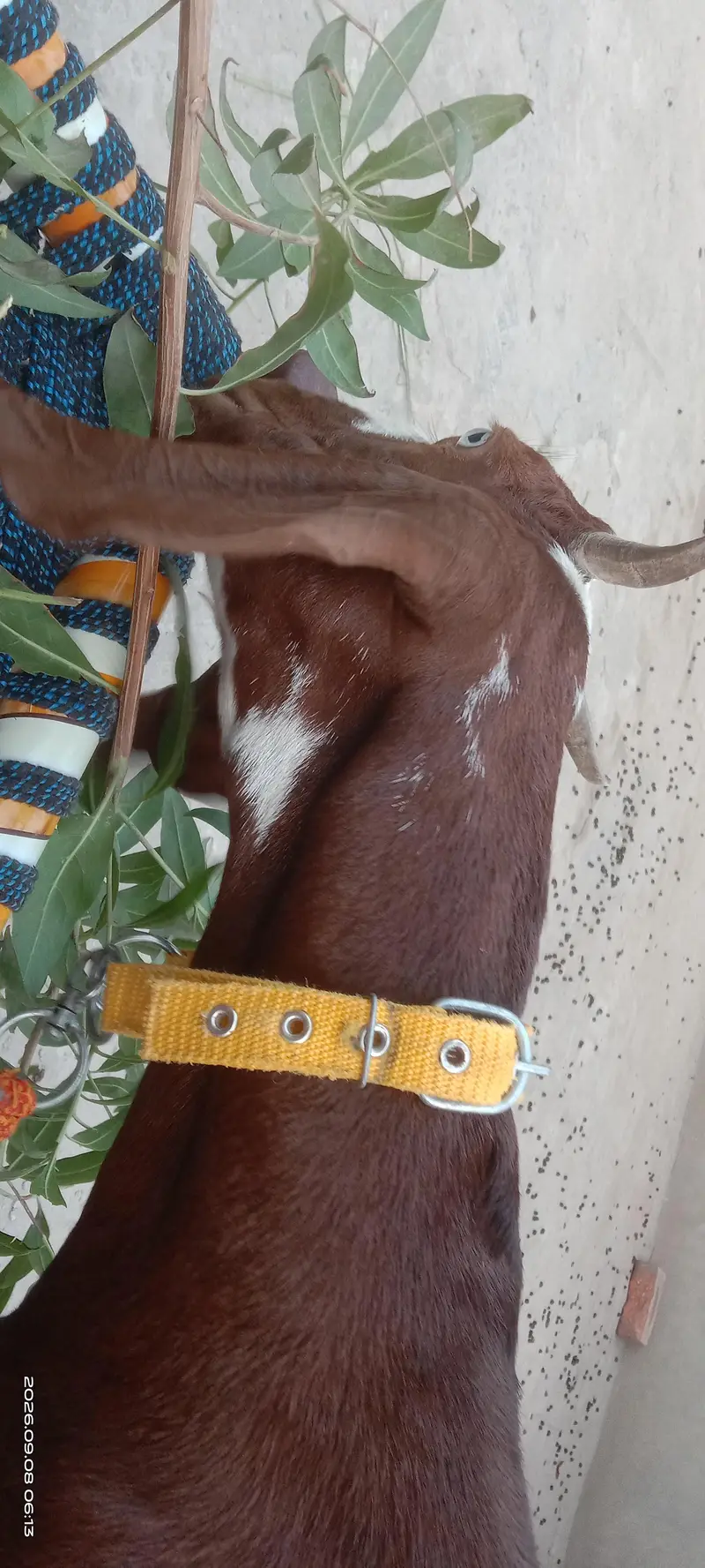 Ghar ki Pali bakri. Doodh wali bakri. 4gi bakri very friendly. — photo 4
