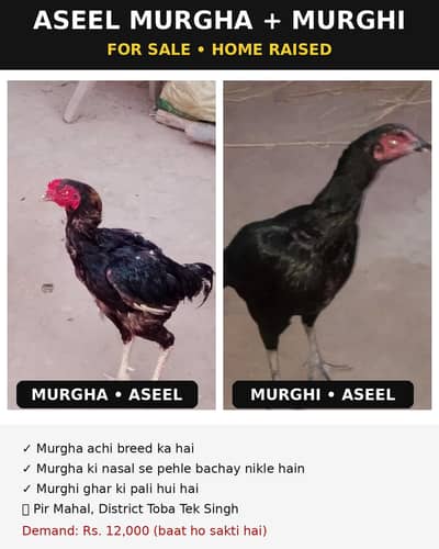 Aseel murgha + aseel murghi for sale