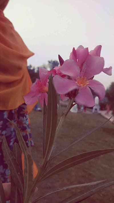 Noori