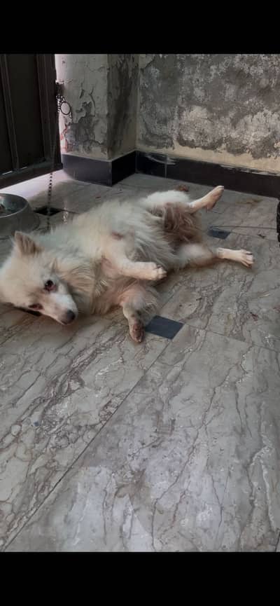 Very high quality dog Urgent sale