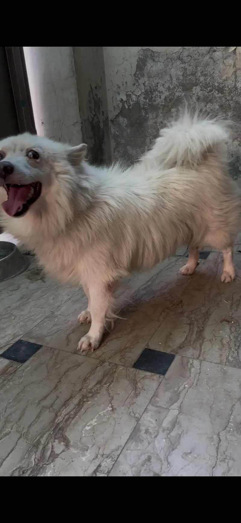 Very high quality dog Urgent sale — photo 2