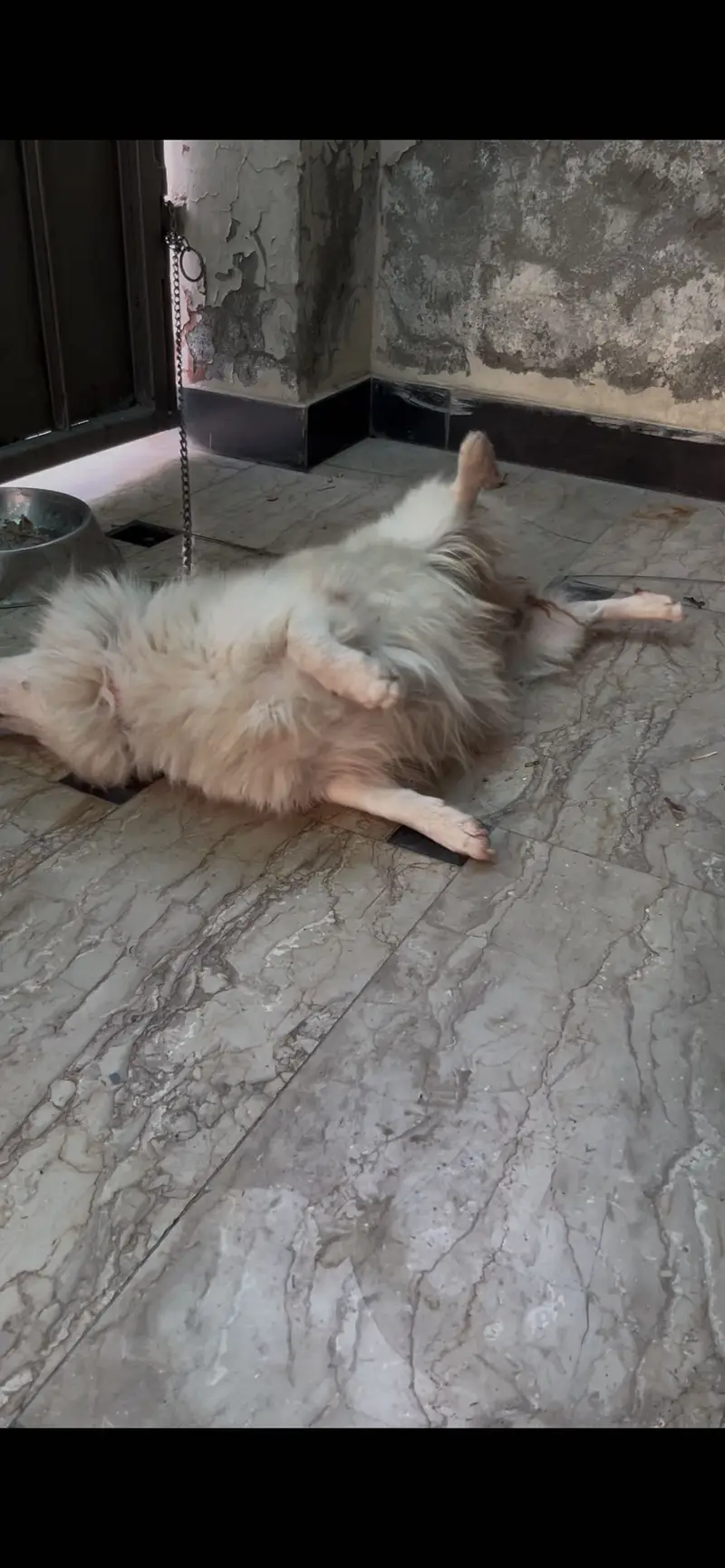 Very high quality dog Urgent sale — photo 3