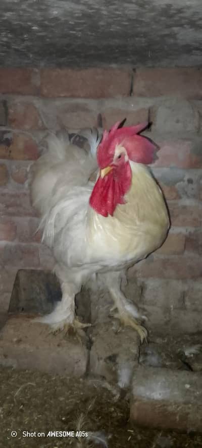white Have Buff 1 male Top quality 03036504970