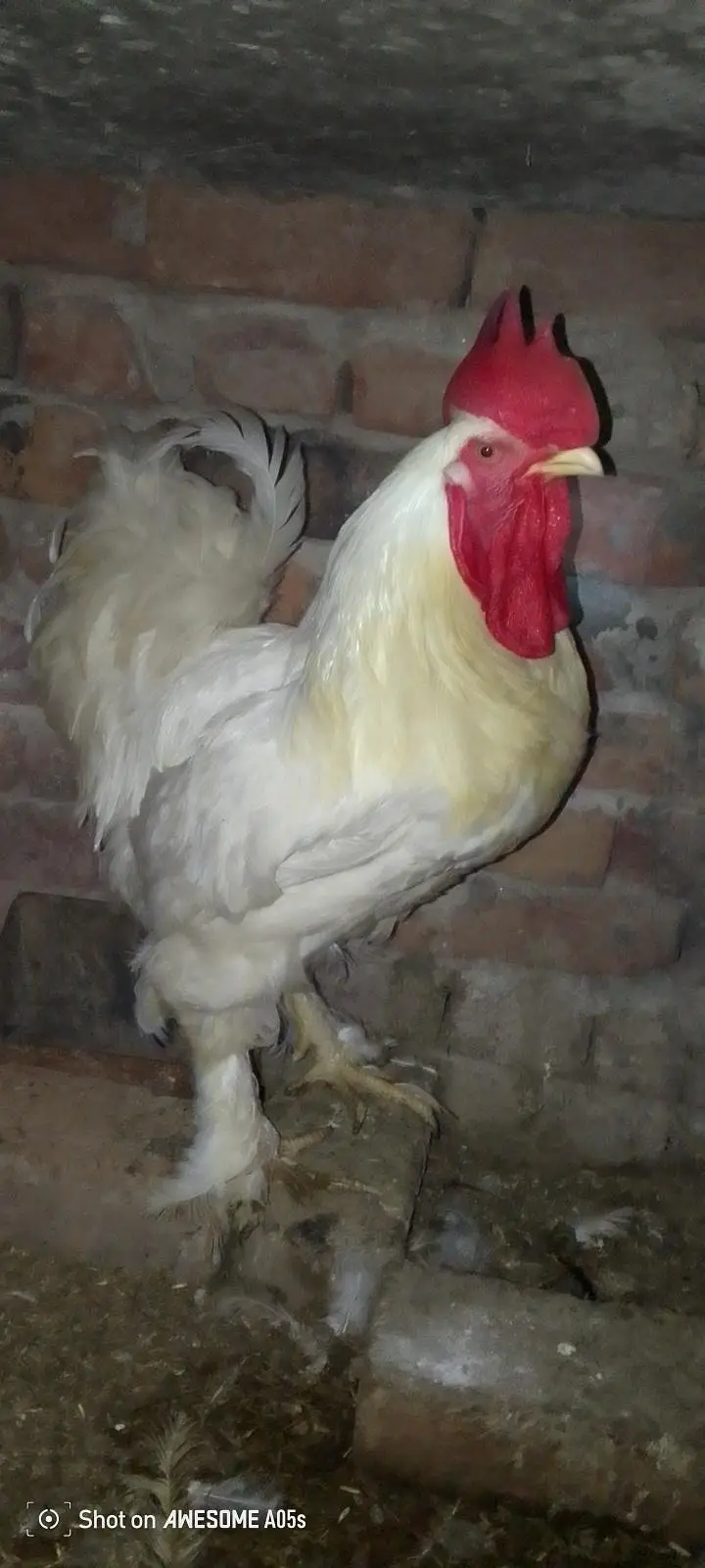white Have Buff 1 male Top quality 03036504970 — photo 2