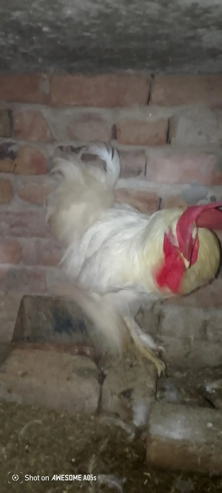 white Have Buff 1 male Top quality 03036504970 — photo 3