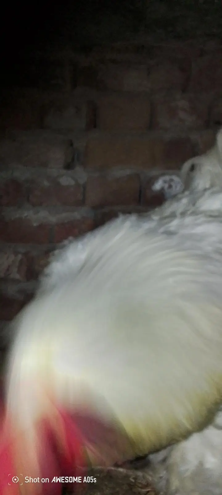 white Have Buff 1 male Top quality 03036504970 — photo 5