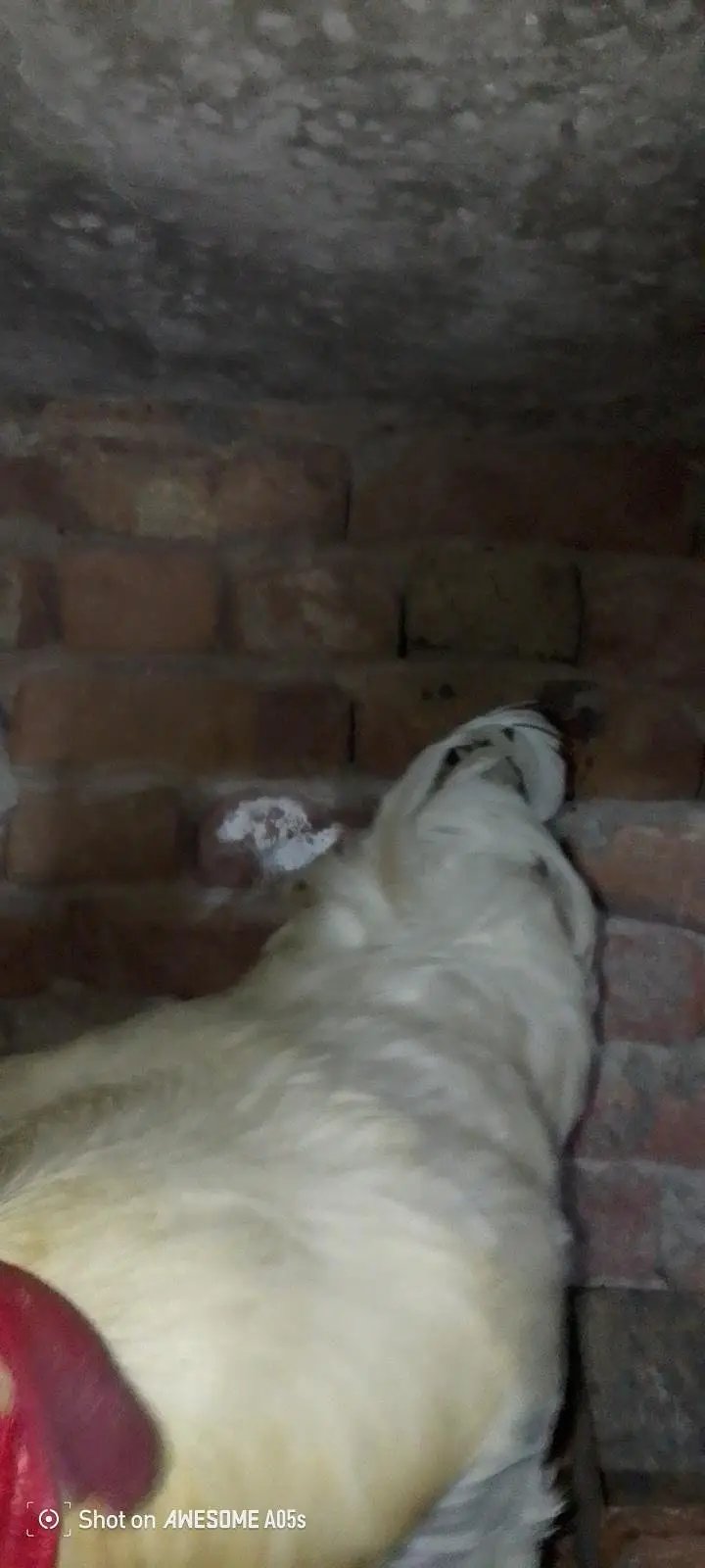 white Have Buff 1 male Top quality 03036504970 — photo 6