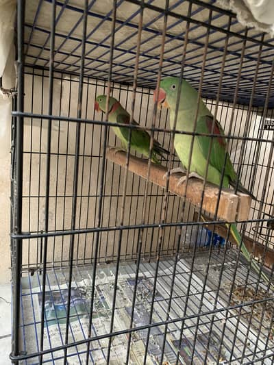 Raw ka breeder pair