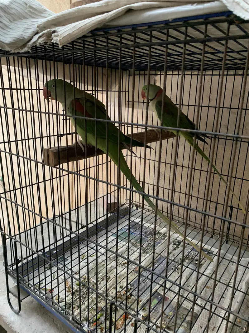 Raw ka breeder pair — photo 2