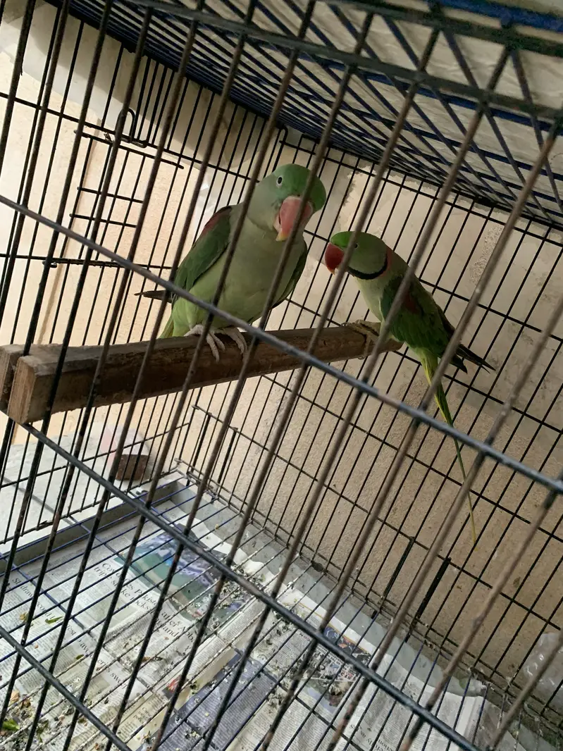Raw ka breeder pair — photo 3