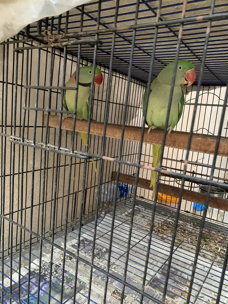 Raw ka breeder pair — photo 4