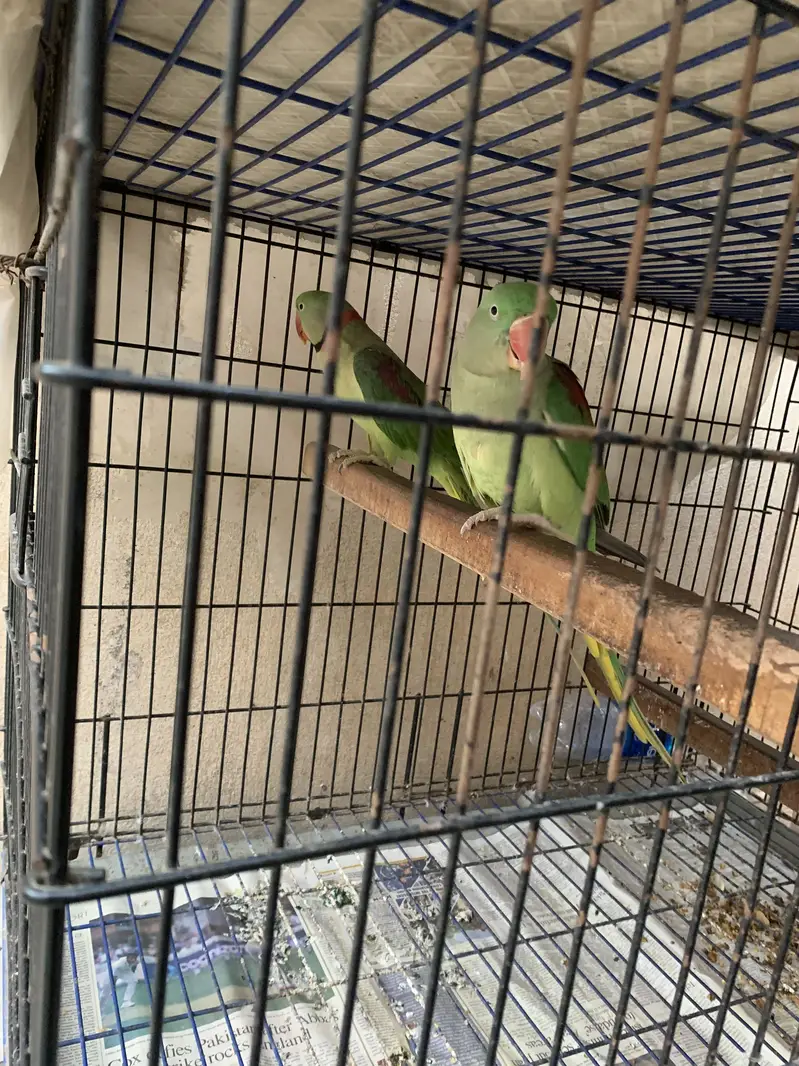 Raw ka breeder pair — photo 5