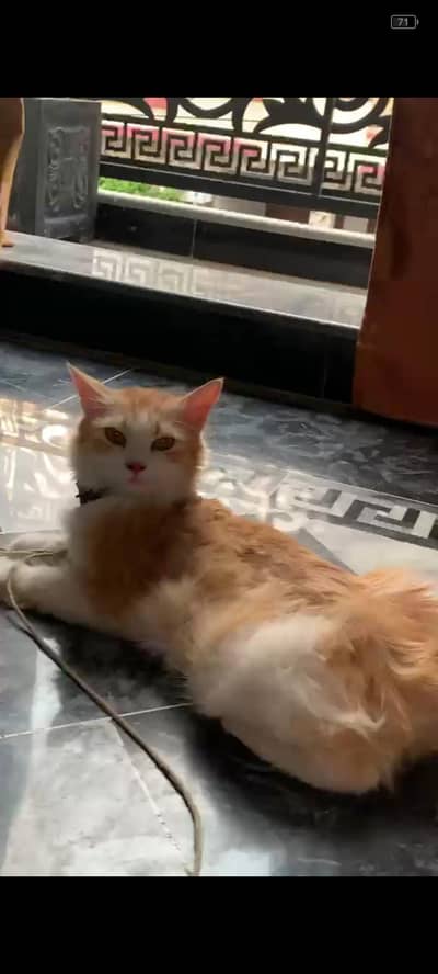 Persian cat