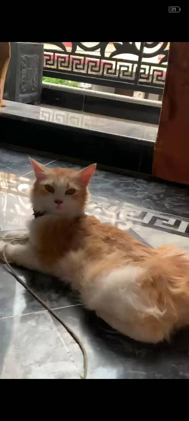 Persian cat 0