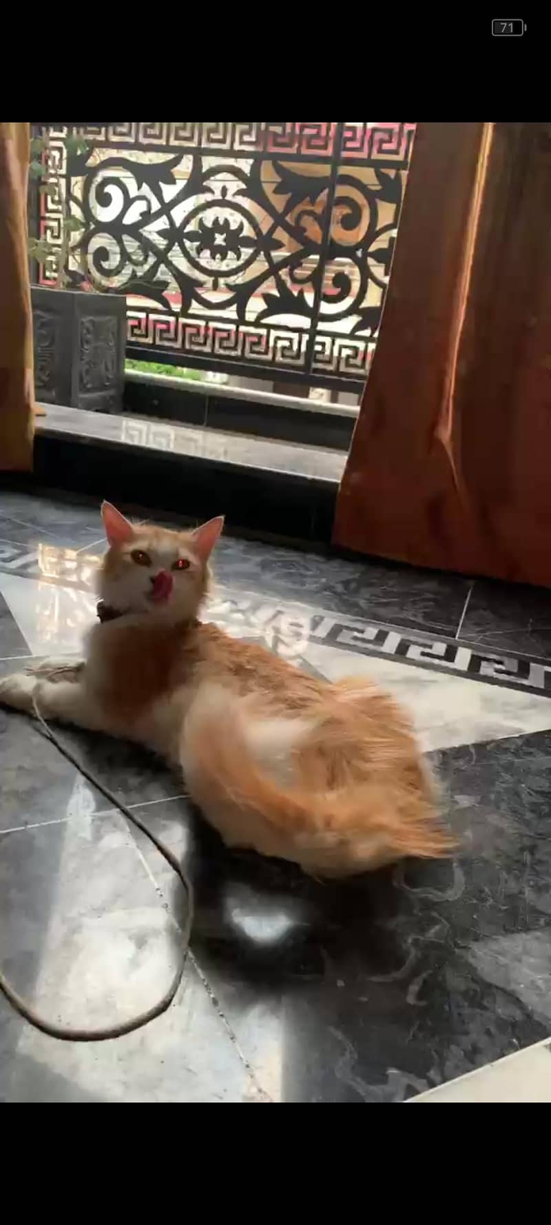 Persian cat 1