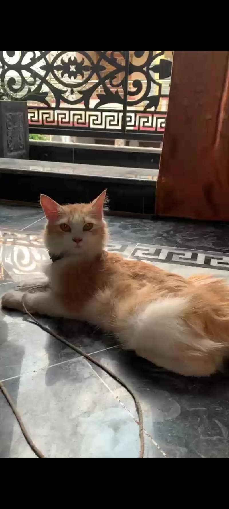 Persian cat 2