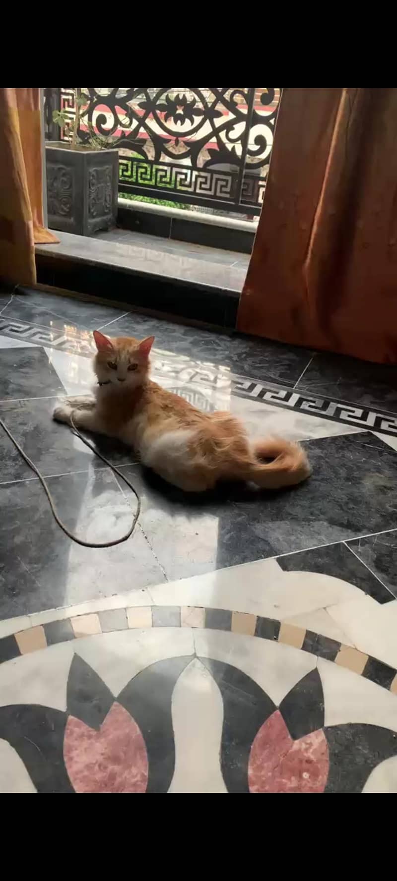 Persian cat 3