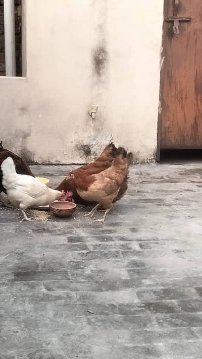 Hen for sale