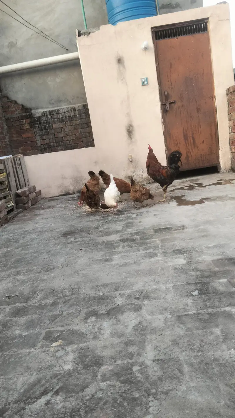 Hen for sale — photo 2