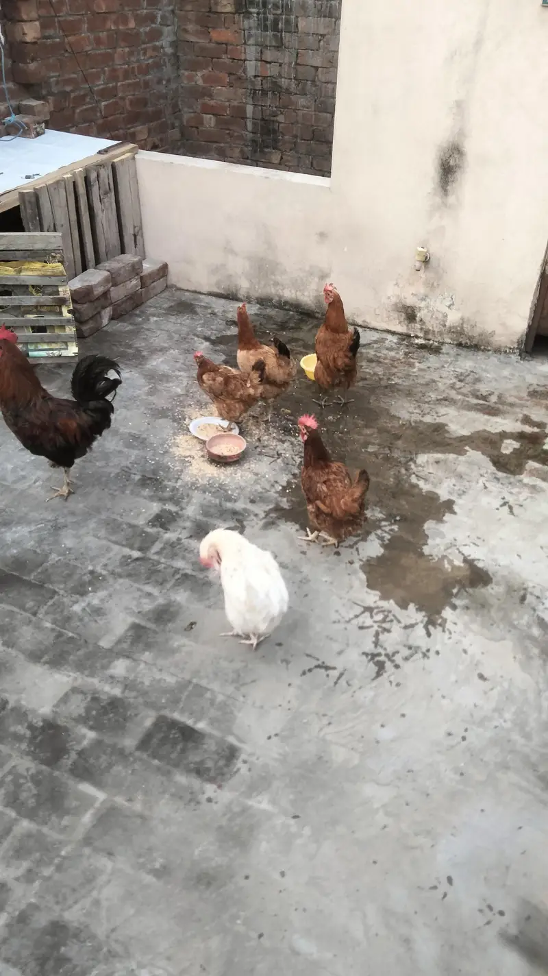 Hen for sale — photo 3