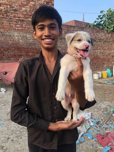 Afghan kuchi beautiful puppy 03016214796
