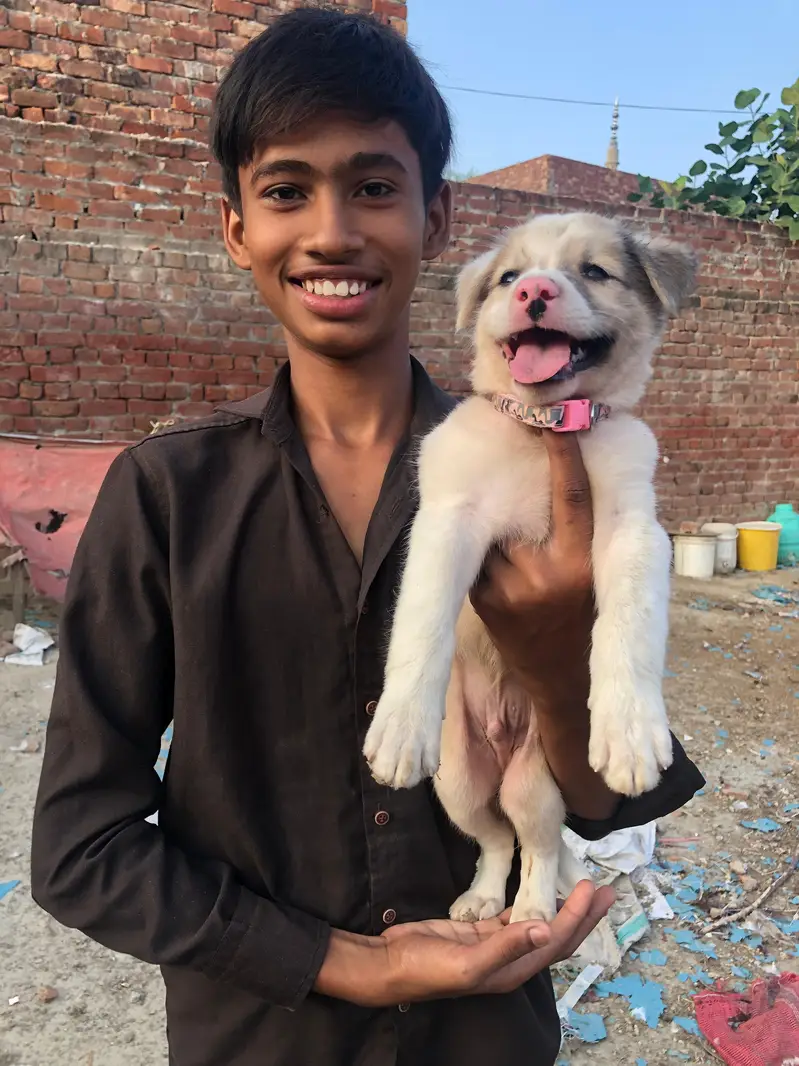 Afghan kuchi beautiful puppy 03016214796 — photo 2