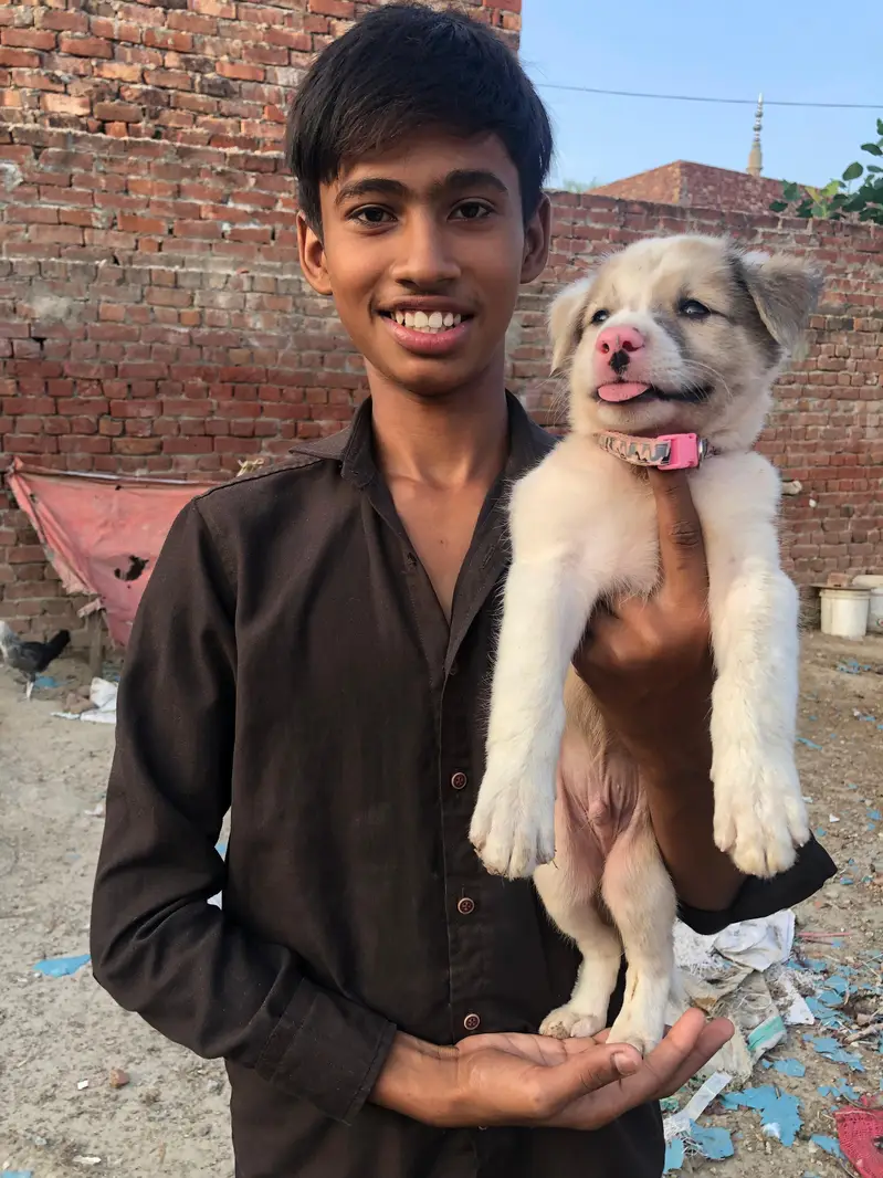Afghan kuchi beautiful puppy 03016214796 — photo 3