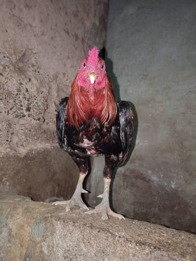 Mianwali Aseel