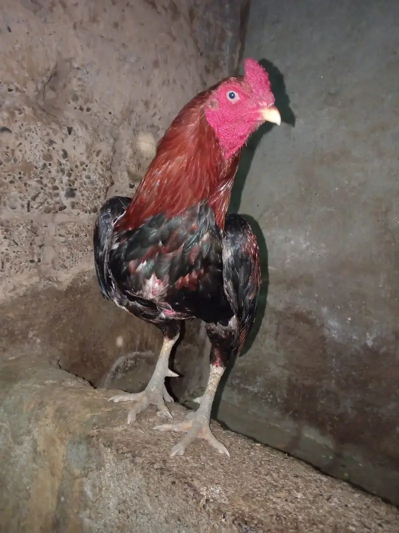 Mianwali Aseel — photo 2
