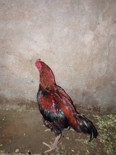 Mianwali Aseel