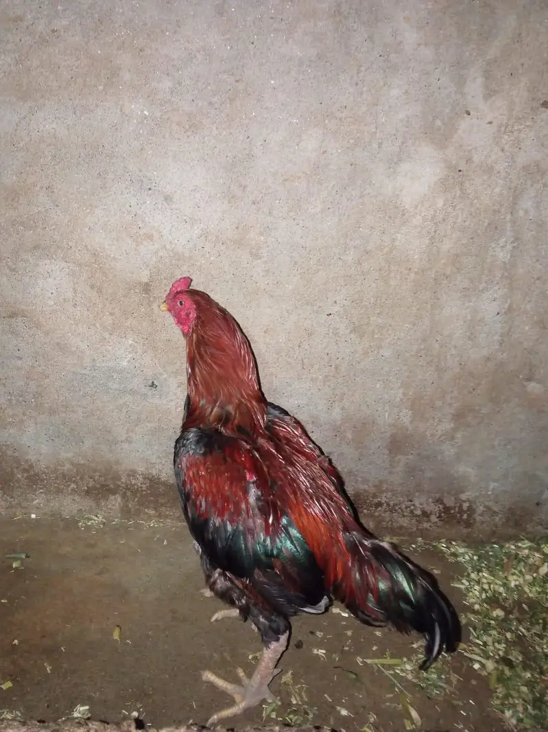 Mianwali Aseel — photo 3