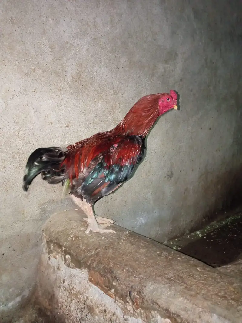 Mianwali Aseel — photo 5
