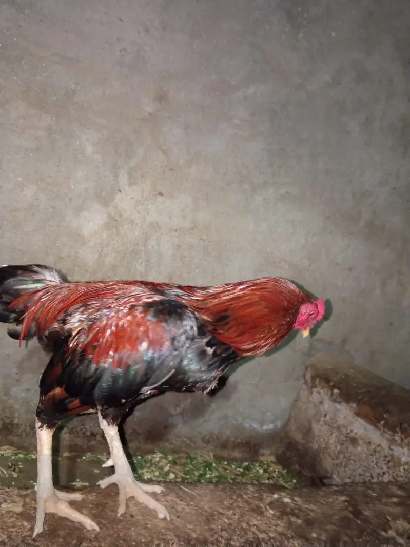 Mianwali Aseel — photo 6