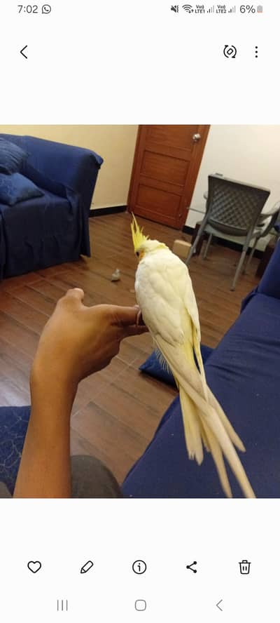 Hand tamed cockatiel