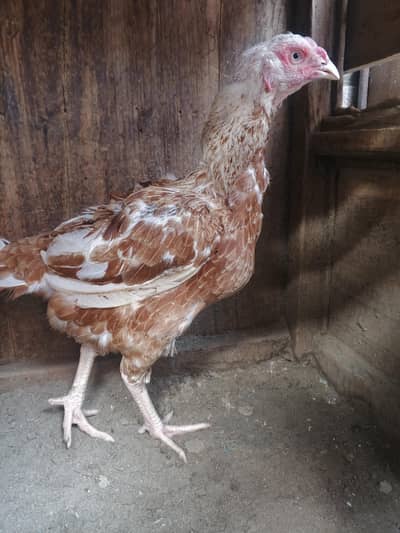 Aseel madi for sale egg k laya ready h