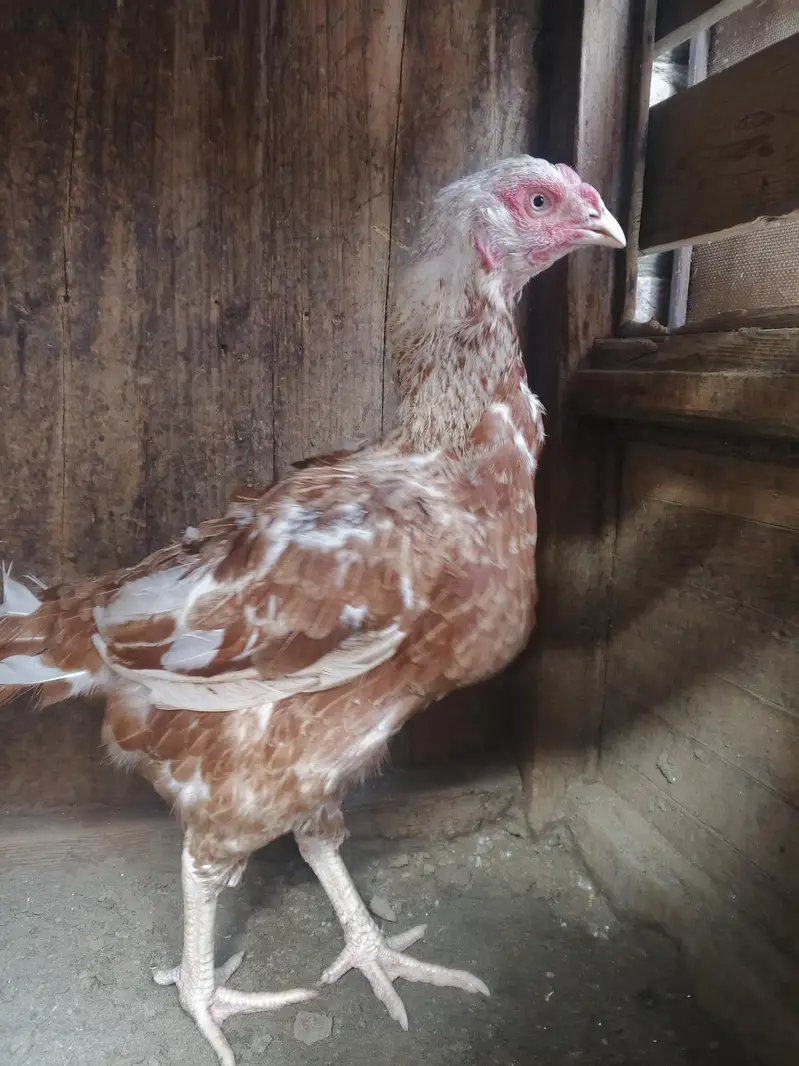 Aseel madi for sale egg k laya ready h — photo 2