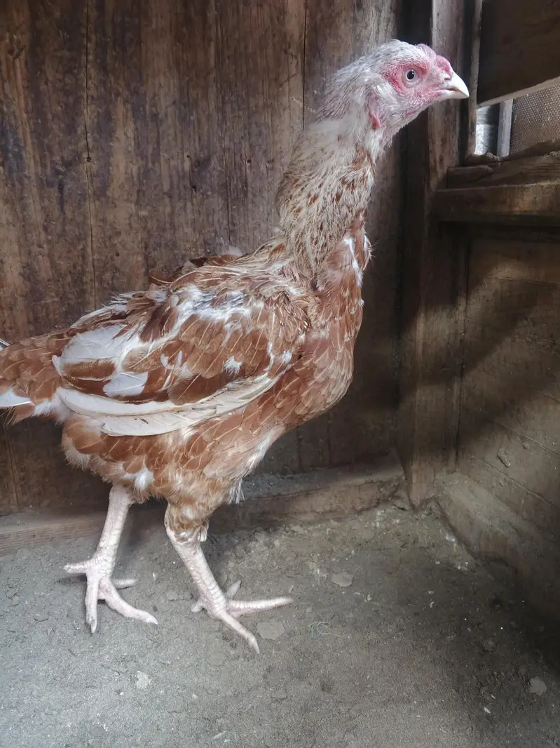 Aseel madi for sale egg k laya ready h — photo 3