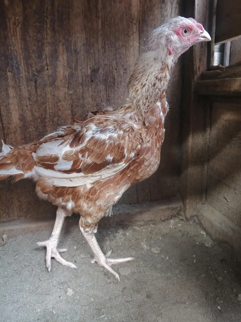 Aseel madi for sale egg k laya ready h — photo 4