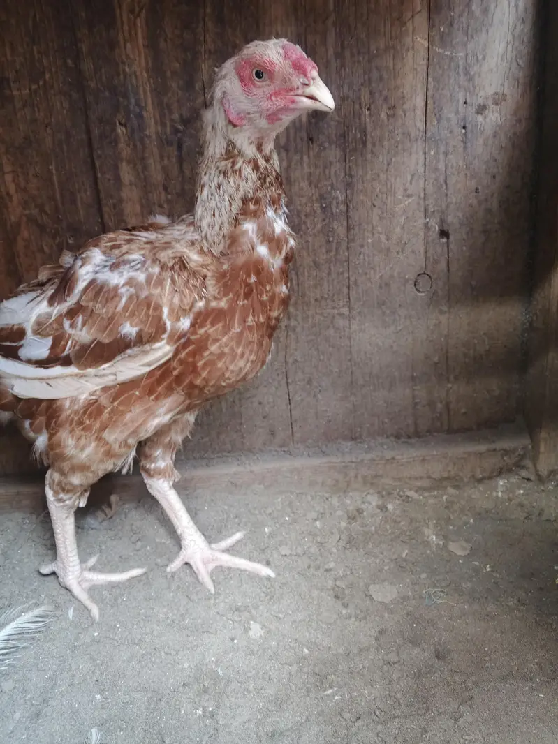 Aseel madi for sale egg k laya ready h — photo 5
