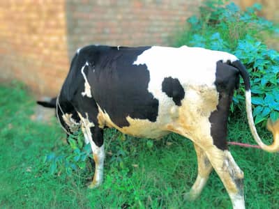 walati bachi hea