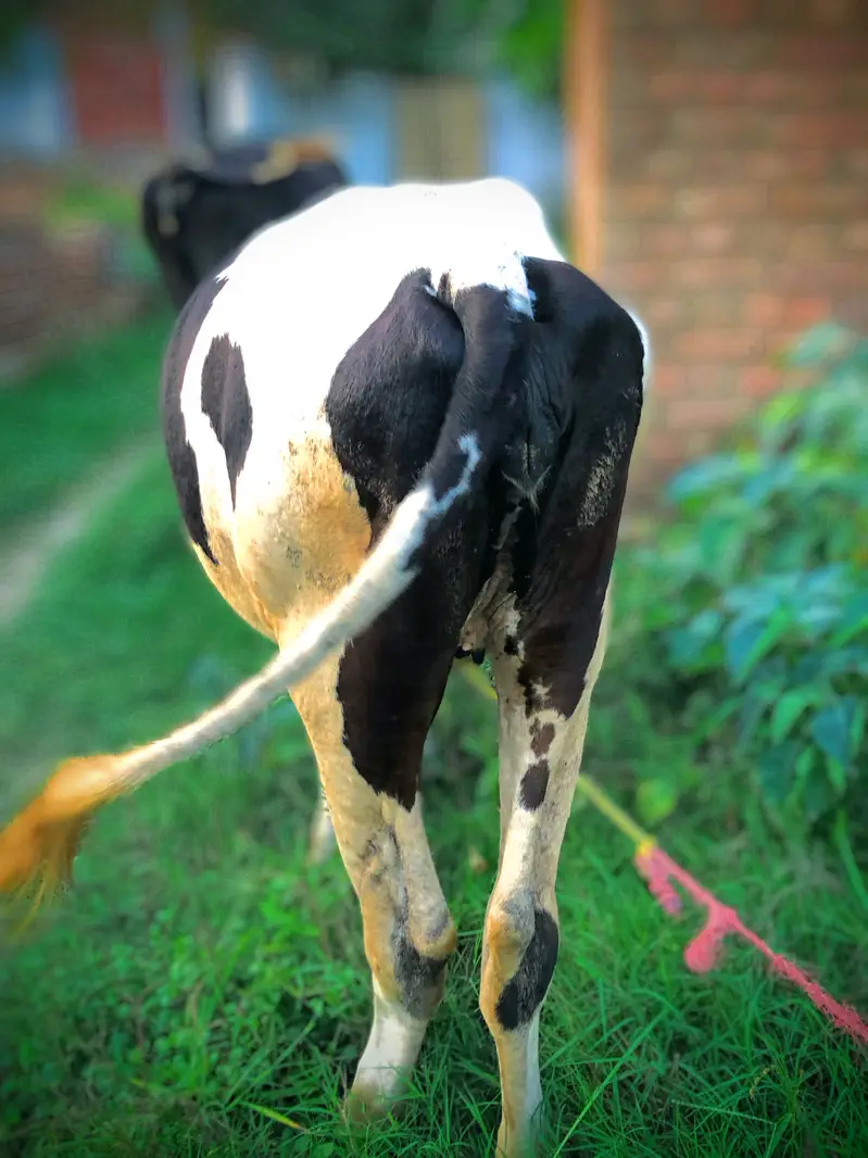 walati bachi hea — photo 2