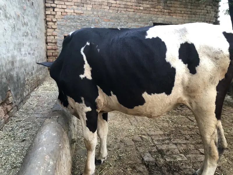 walati bachi hea — photo 4