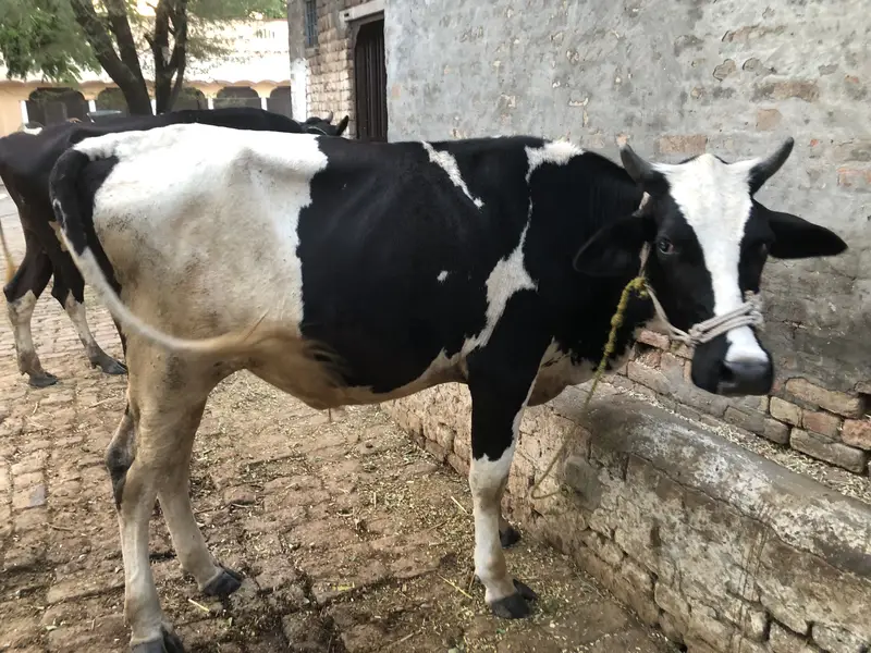 walati bachi hea — photo 5