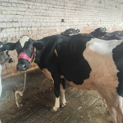 Frisian gai