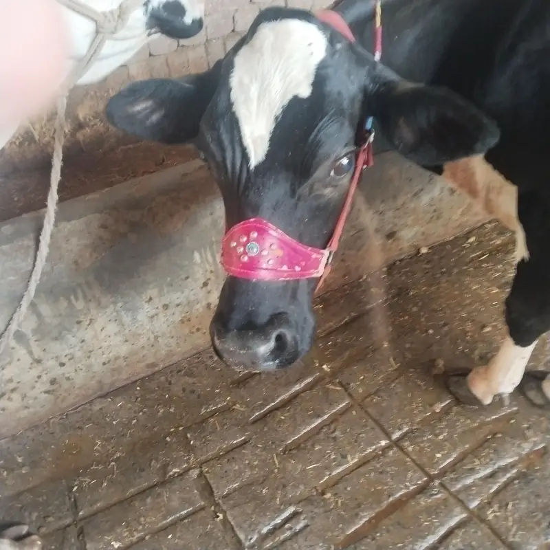 Frisian gai — photo 2
